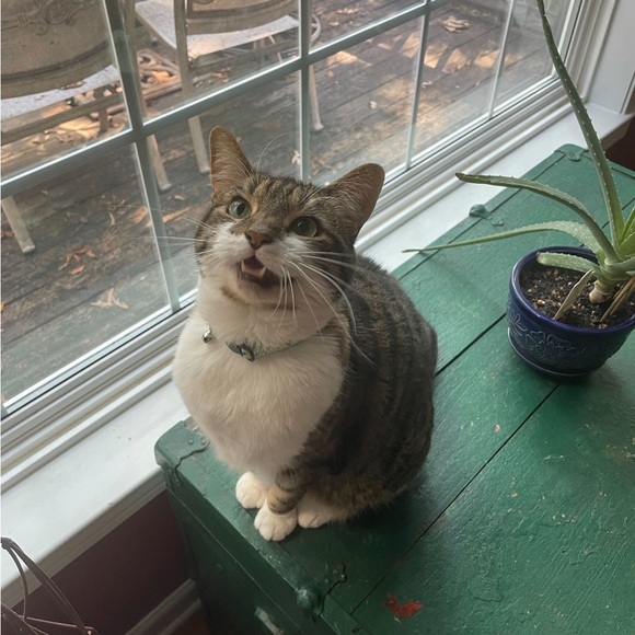 Meet your Posher, Kayleigh - Picture 2 of 2